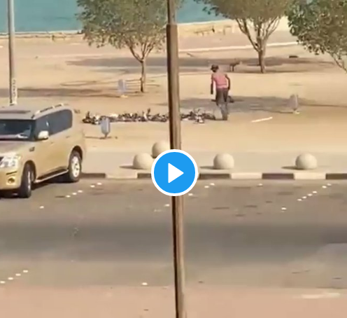 شاهد في الكويت .. شاب يصيد حمام الشارع